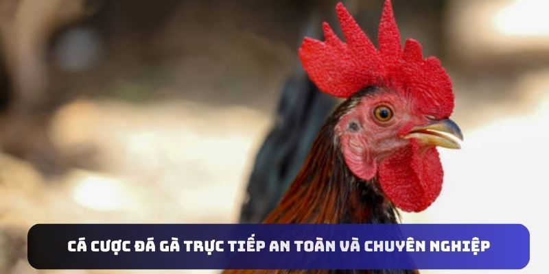 Chơi cá cược đá gà trực tiếp mọi lúc