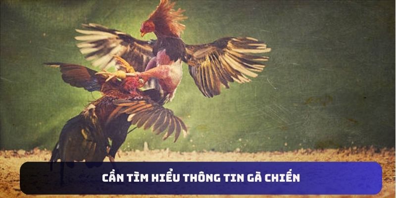 Cần tìm hiểu thông tin gà chiến khi đặt cược